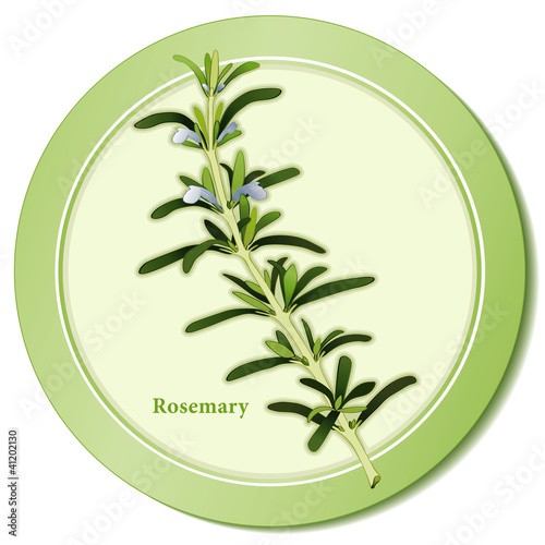 Rosemary Herb, cooking, Herbes de Provence, medicinal, perfumes