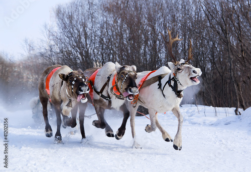 Team of rein-deers skims over the snow path.