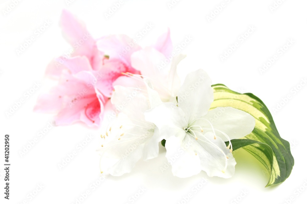 白とピンクのツツジの花