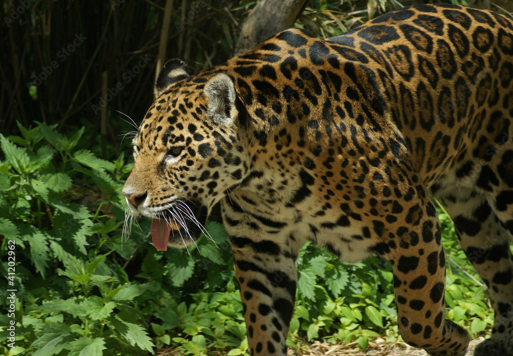 Jaguar Jaguar