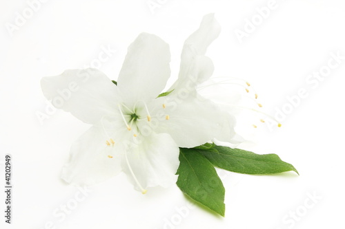 白いツツジの花