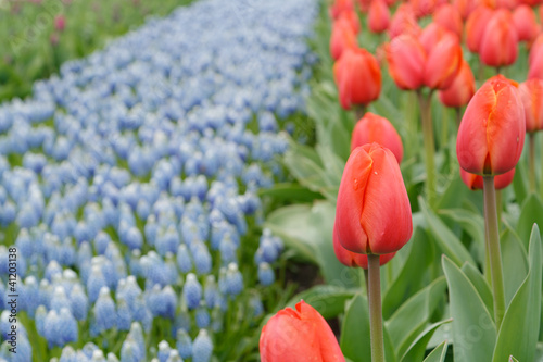 spring flowers