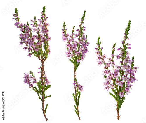 three purple heather branches photo