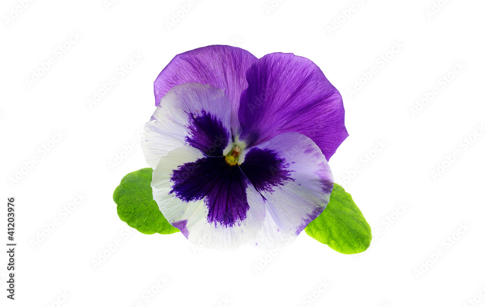 Viola