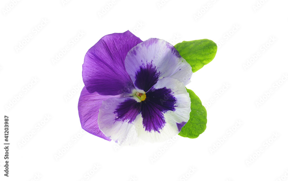 Viola