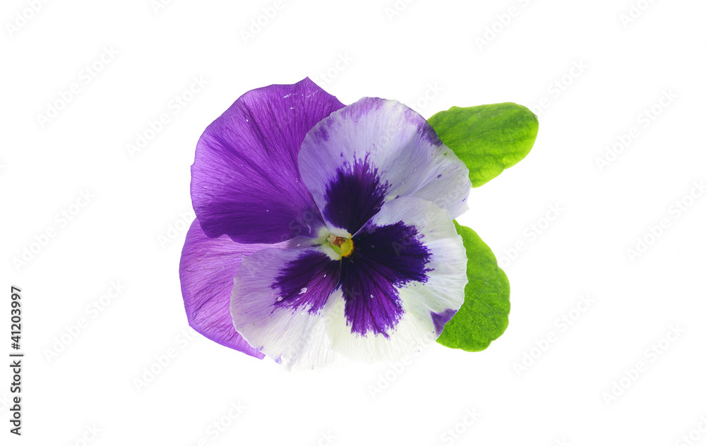 viola
