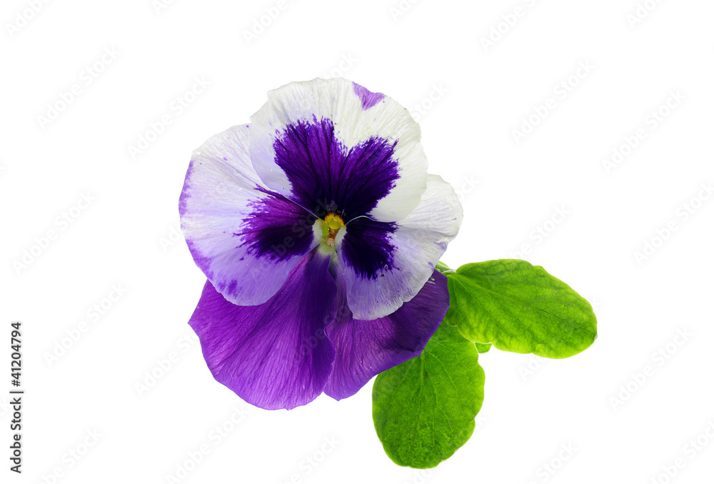 Viola