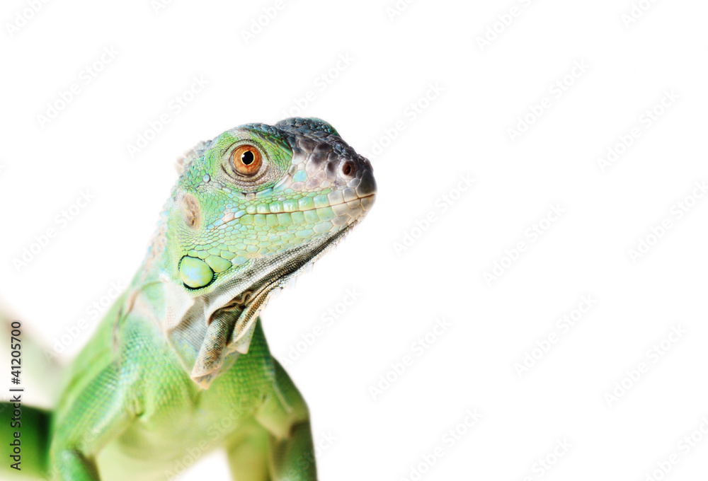 Green iguana Green iguana