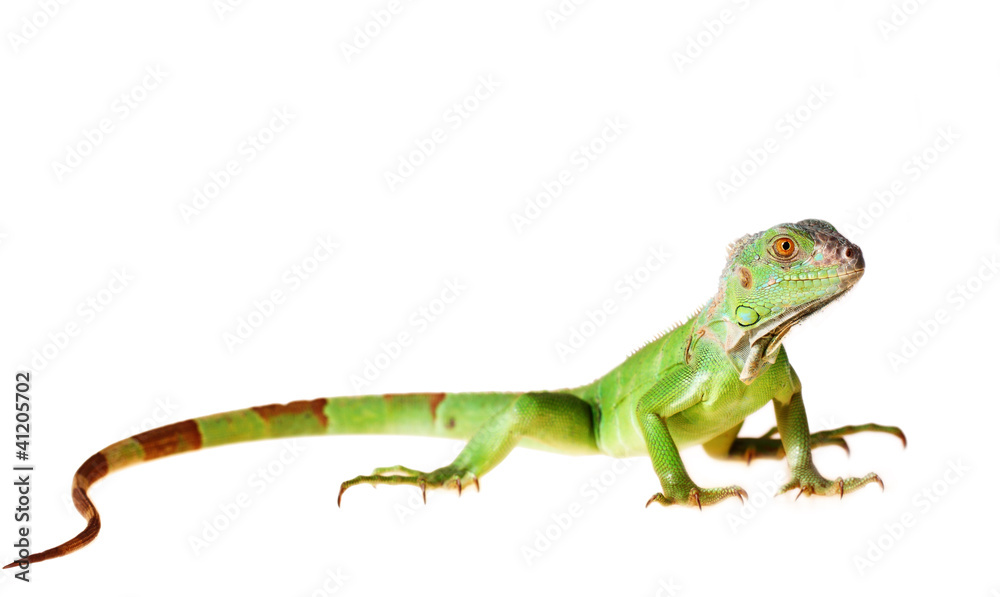 Fototapeta premium Green iguana