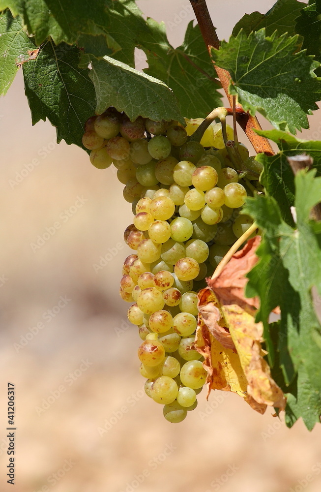 raisin blanc raisin blanc