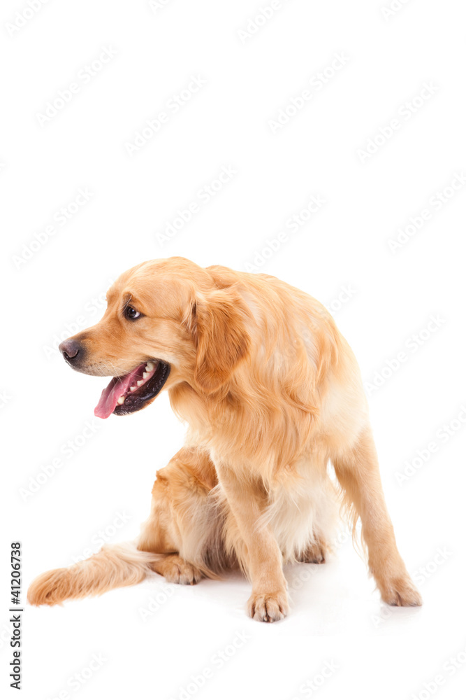 golden retriever dog sitting on isolated  white