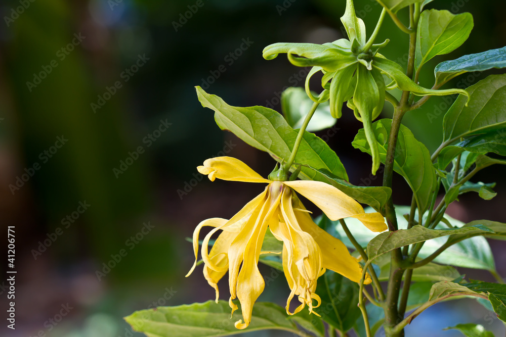 Flowers Ylang-Ylang, for the manufacture of essential oil Flowers Ylang-Ylang, for the manufacture of essential oil