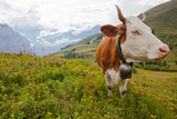 Organic milk cow in alpine meadow
