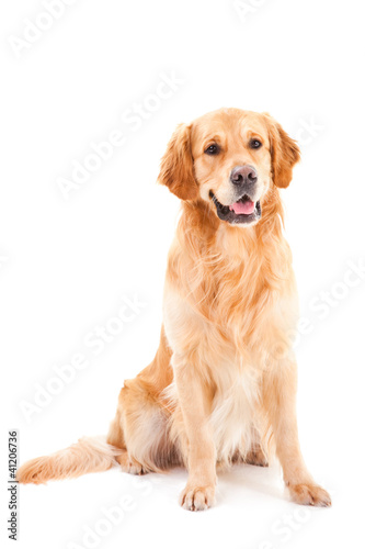 Fototapeta Naklejka Na Ścianę i Meble -  golden retriever dog sitting on isolated  white