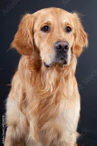 golden retriever dog on black © oxilixo