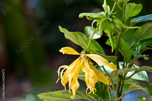 Fototapeta Naklejka Na Ścianę i Meble -  Flowers Ylang-Ylang, for the manufacture of essential oil
