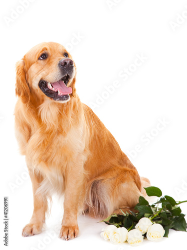 golden retriever dog with white roses on isolated  white