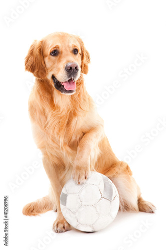 golden retriever dog playing with ball on isolated white