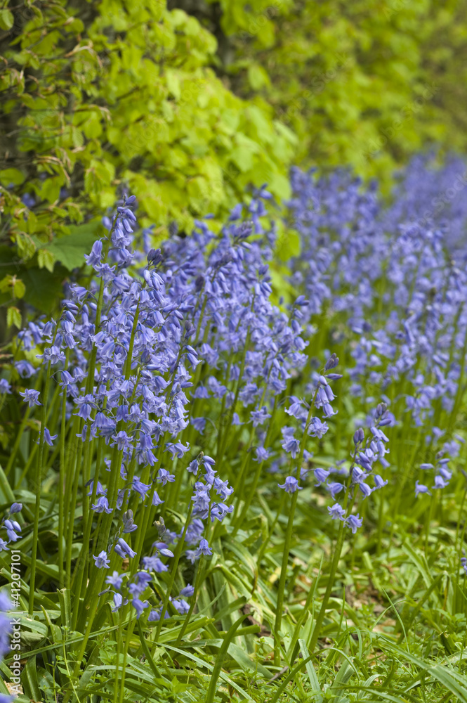 Fototapeta premium Native english bluebells