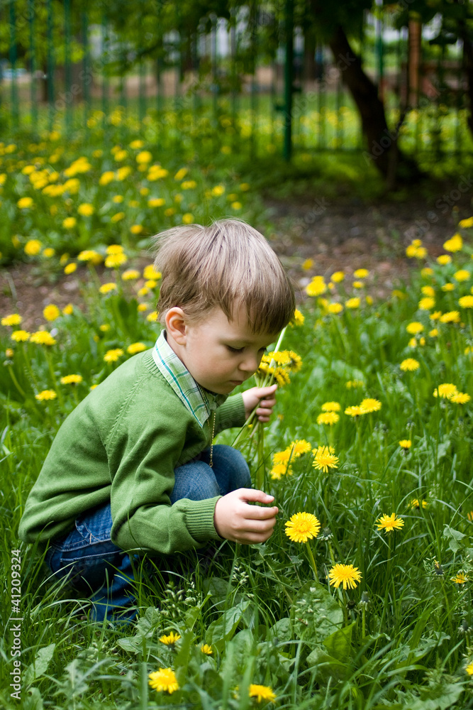 child collects dandelions child collects dandelions