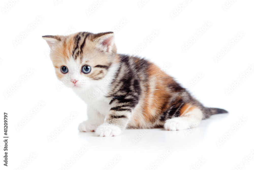 Scottish kitten sitting isolated