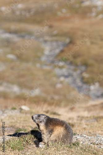 Marmot near a rill