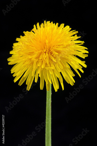 Obraz na płótnie Dandelion w salonie