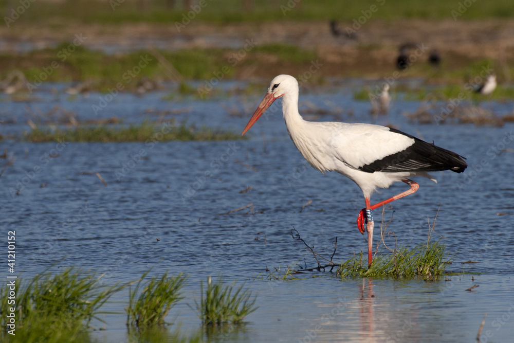 white stork in a swamp white stork in a swamp