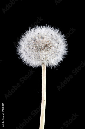Obraz na płótnie Dandelion w salonie