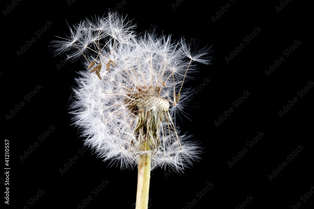 Dandelion
