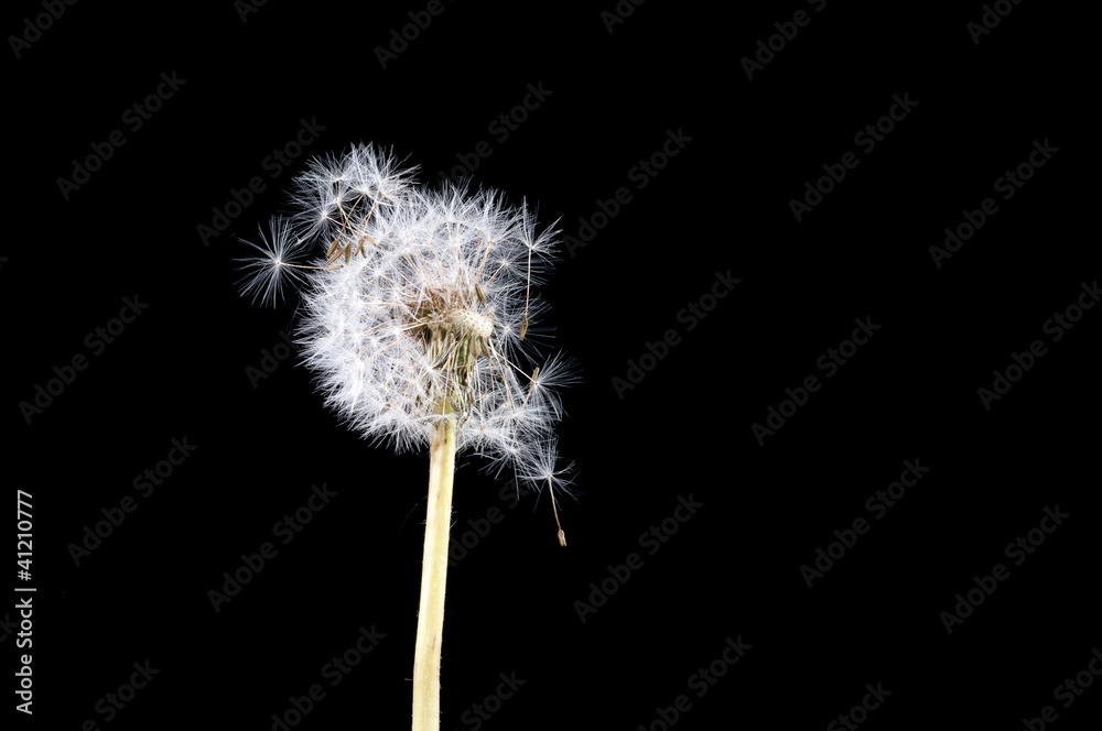 Dandelion Dandelion