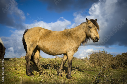 Dartmoor Pony © eelnosiva