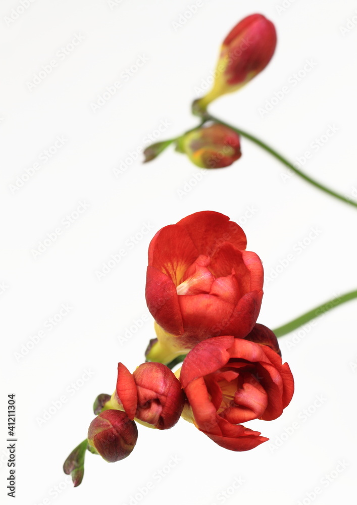 紅いフリージアFreesia refracta 紅いフリージアFreesia refracta