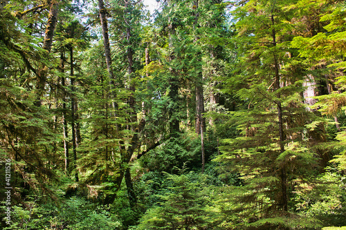 Pristine rainforest on Vancouver Island, BC, Canada