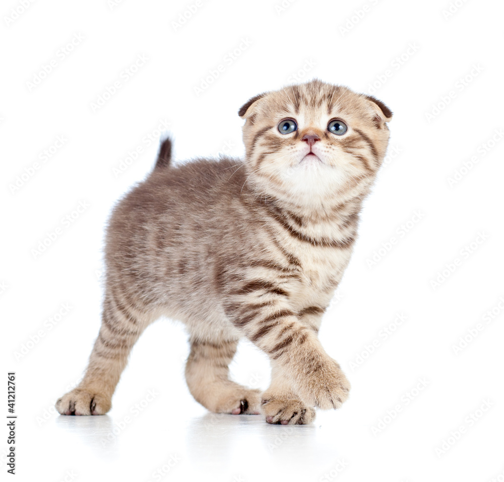 baby Scottish kitten looking up isolated on white