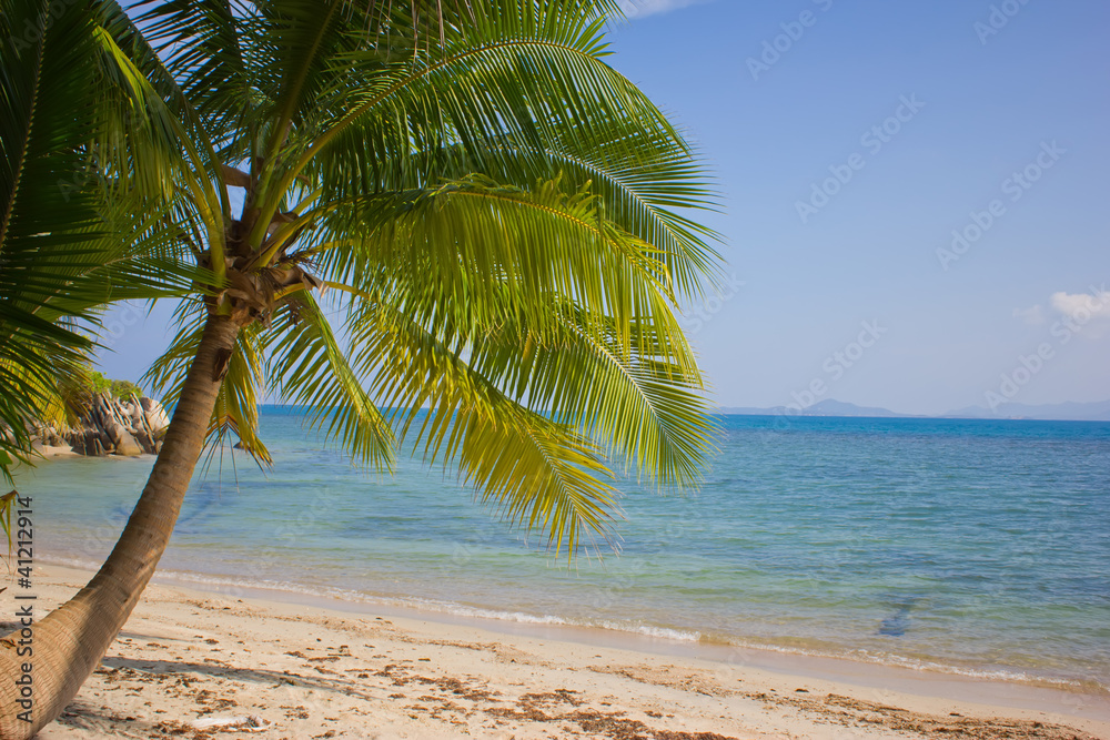 Fototapeta premium palm trees against the blue sky