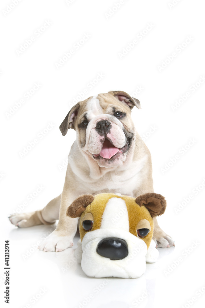 Cute English bulldog puppy with a toy bulldog Cute English bulldog puppy with a toy bulldog