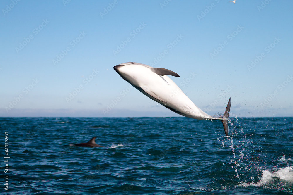 Naklejka premium Dusky dolphin jumping
