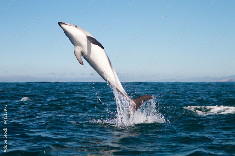 Naklejka premium Dusky dolphin jumping