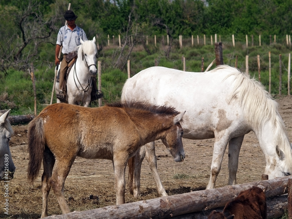 A cowboy in The Camargue national park A cowboy in The Camargue national park