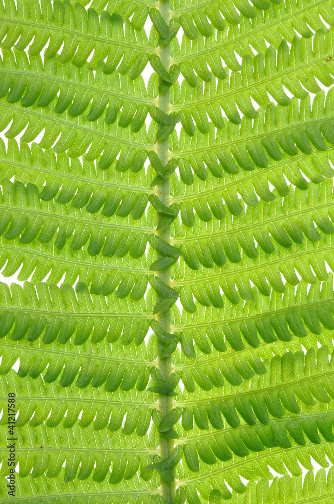 Leaf fern nature in perfect form Leaf fern nature in perfect form