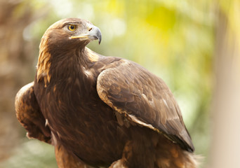 Wandcirkels Arend Californische steenarend in vrije natuur  © Andy Dean
