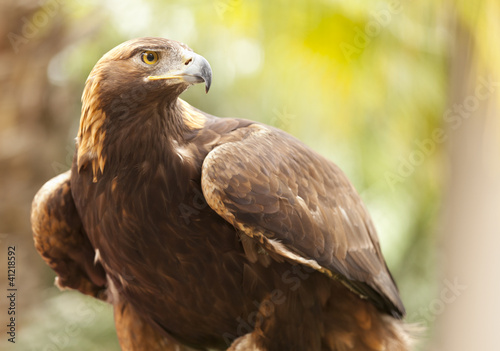 California Golden Eagle