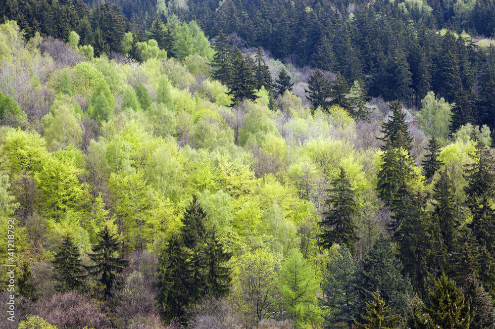 Mixed forest in spring Mixed forest in spring