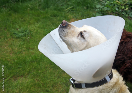 Canvas Print ill dog wearing a cone