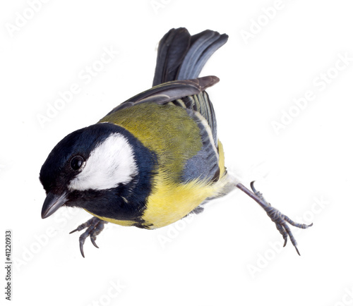 titmouse on a white background close up. spring. photo