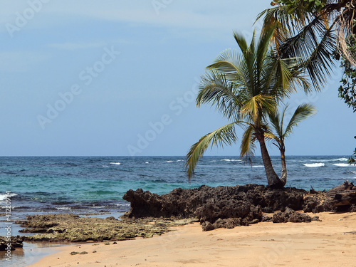 Coconut tree on a beach with rocks and blue water, Caribbean coast of Costa Rica, Central America