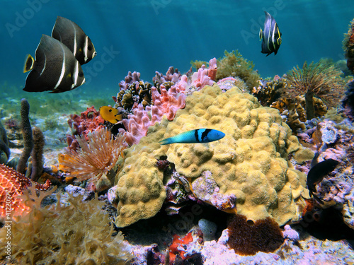 Underwater colorful sea life and tropical fish on a seabed of the Caribbean sea, Costa Rica #41220977