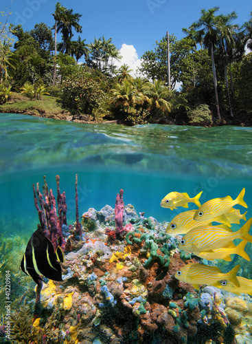 Fototapeta Naklejka Na Ścianę i Meble -  Colorful underwater marine life in a coral reef near tropical coast, split view above and below water surface, Caribbean sea, Central America, Panama