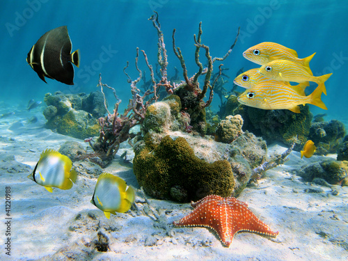 Underwater tropical fish with a starfish, coral and sponge in the Caribbean sea #41220988